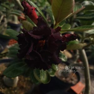 Avaria - Rosa do Deserto L14