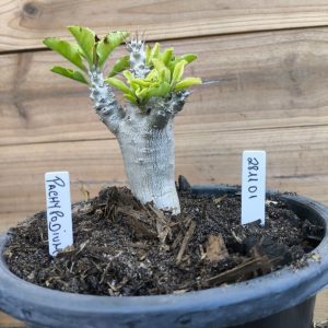 2811 01 Pachypodium