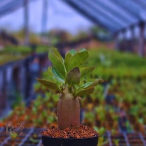 Plug Arabicum F3