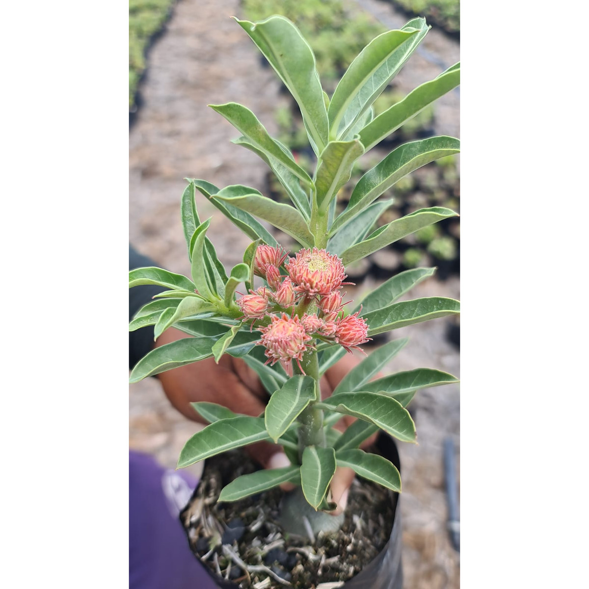 Podadinha - Rosa do Deserto Orange Elf II (Laranja)