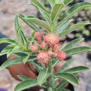 Podadinha - Rosa do Deserto Orange Elf II (Laranja)