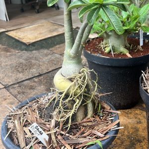 2104 07 baoba Sem id