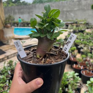 1903 38 Arabicum Fat boy F3