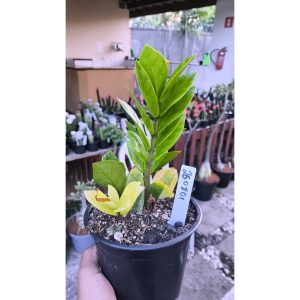 Zamioculca Variegata