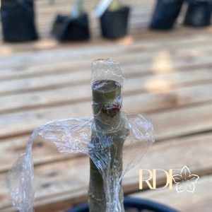 Fita para Enxerto em Rosa do Deserto