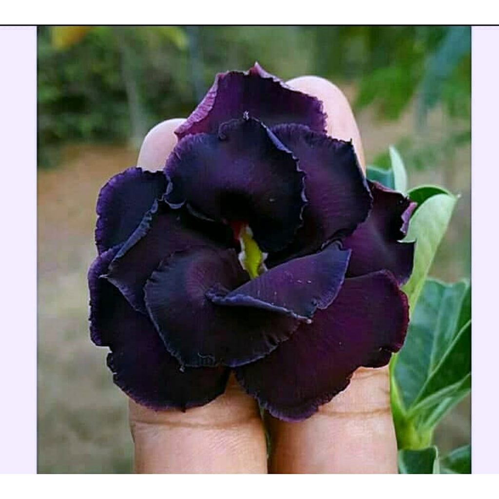 Rosa do Deserto Podadinha - Rosa do Deserto Black - Podadinhas - RDF Fortaleza