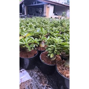 Arabicum F2 Identificada (ARABICUMF230)