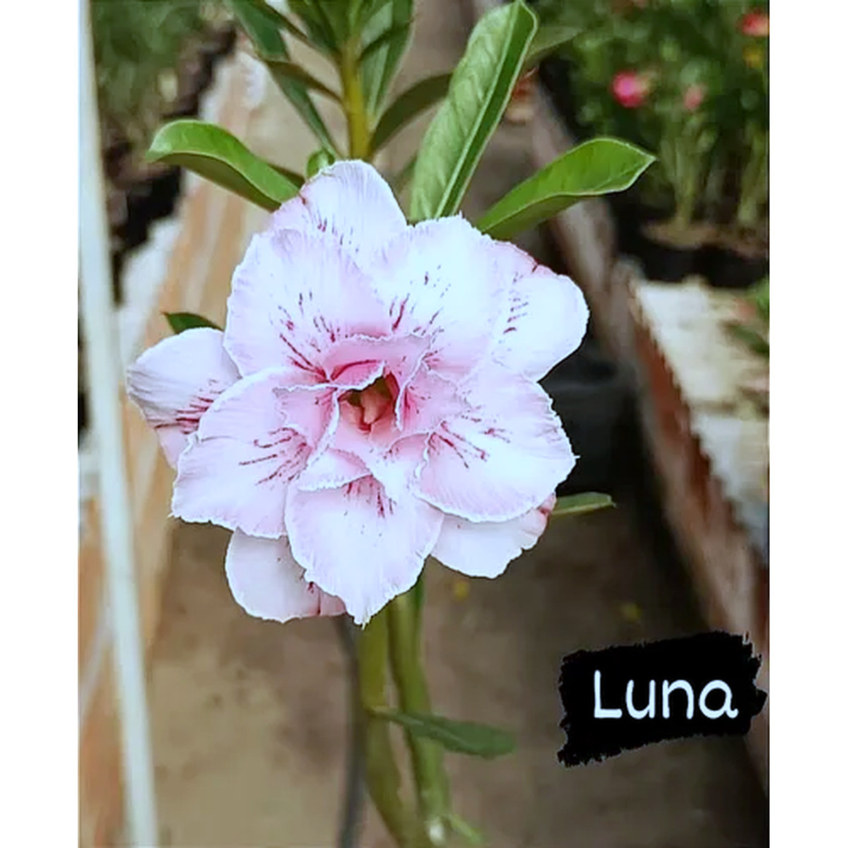 Podadinha - Rosa Do Deserto Luna