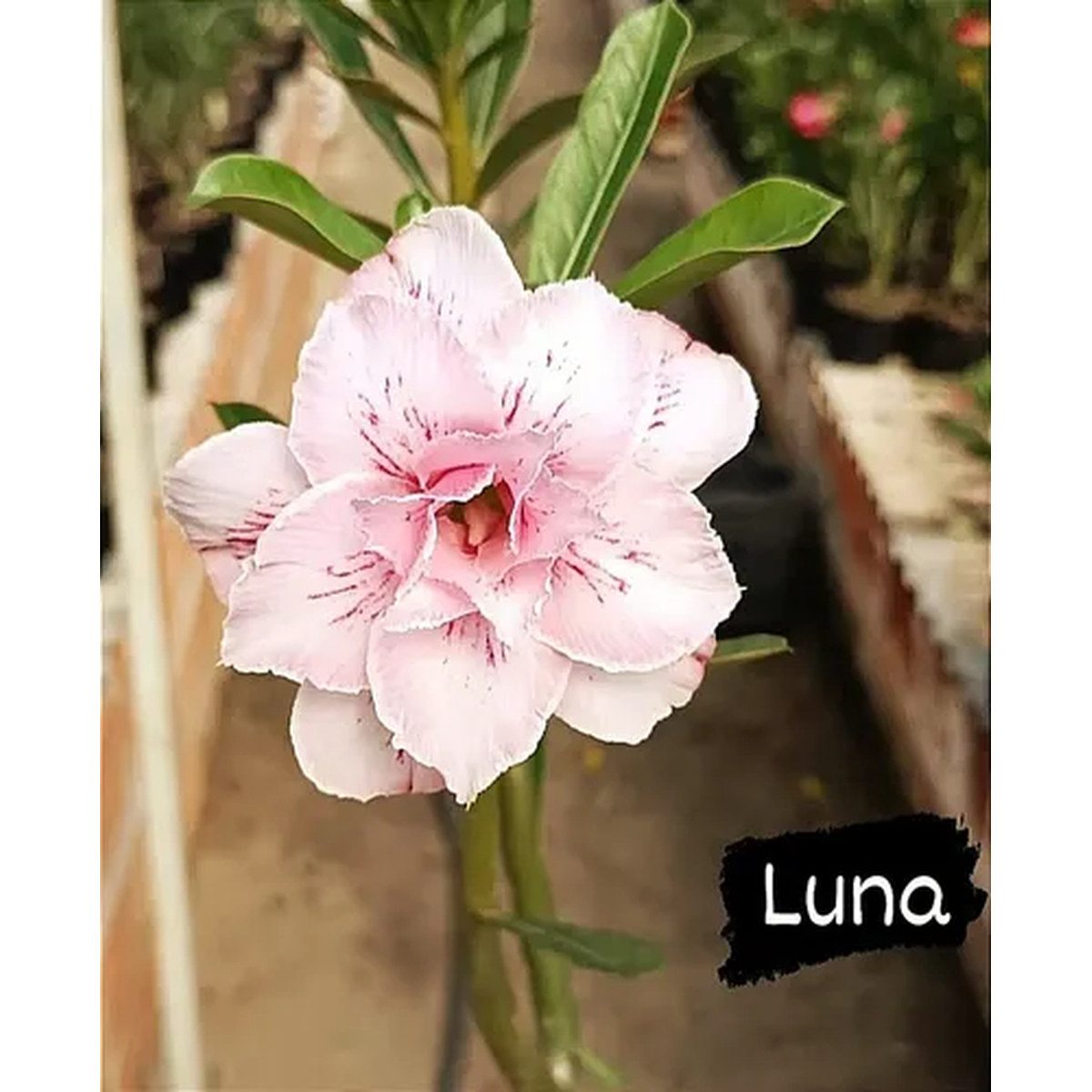 Rosa do Deserto Podadinha - Rosa Do Deserto Luna - Podadinhas - RDF Fortaleza