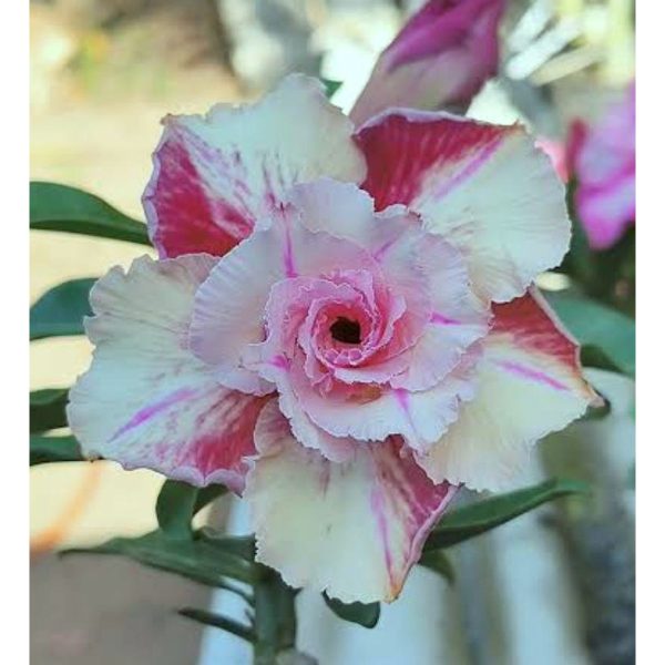 Canan 35