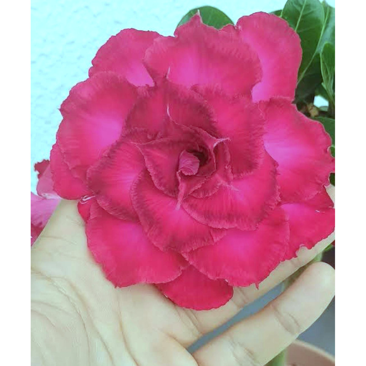 Rosa do Deserto Podadinha - Rosa do Deserto Aruana - Podadinhas - RDF Fortaleza