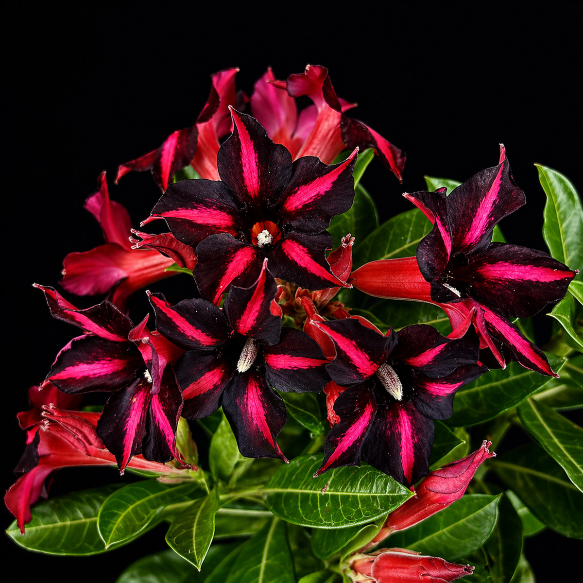 Rosa do Deserto Orfeu