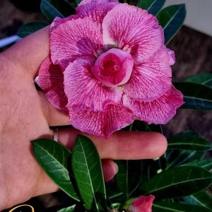 Podadinha - Rosa do Deserto Candinha