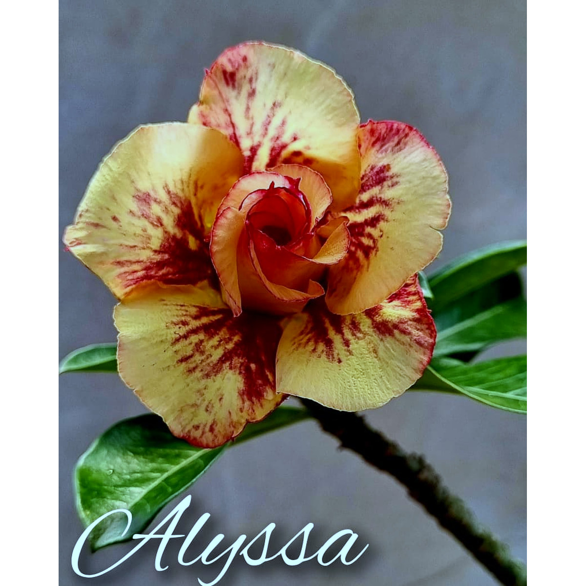 Podadinha - Rosa do Deserto Alyssa - Imagem 2