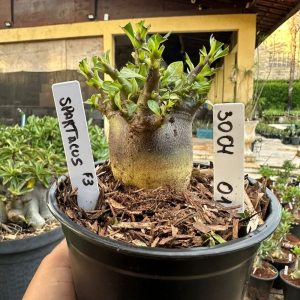 3004 01 Arabicum Spartacus F3