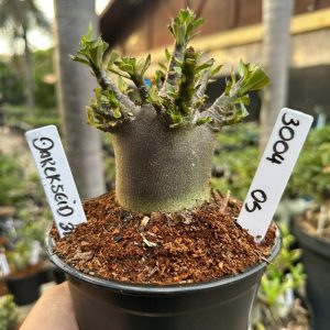 3004 05 Arabicum Darckseid F3