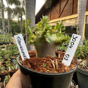 3004 02 Arabicum Tiranossauro F3