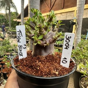 3004 10 Arabicum Black tyson F3
