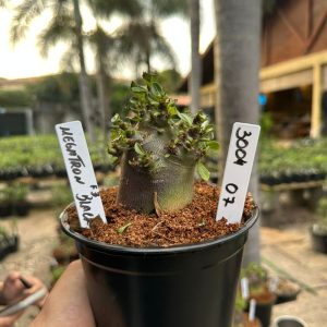 3004 07 Arabicum Megatron F3