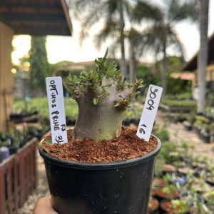 3004 16 Arabicum Optimus Prime F3