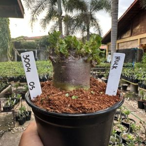 3004 05 Arabicum HULK F3