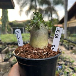 3004 04 Arabicum Minotauro f3