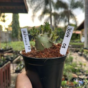 3004 08 Arabicum Hércules Red f3