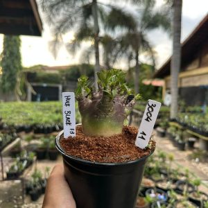3004 11 Arabicum Hulk Black f3