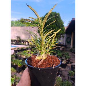 Crispum de semente