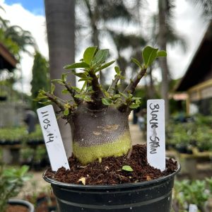 1105 14 Arabicum Black Skin ( Vitrine ) F3