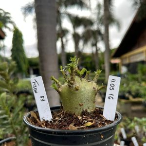 1105 16 Arabicum Tyson ( vitrine ) F3