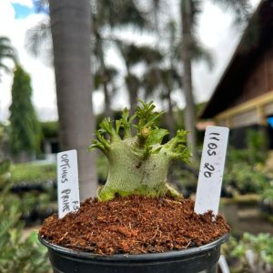 1105 20 Arabicum Optimus Prime ( Vitrine ) F3