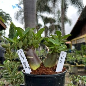 1105 21 Arabicum Ducatti Red ( Vitrine ) F3