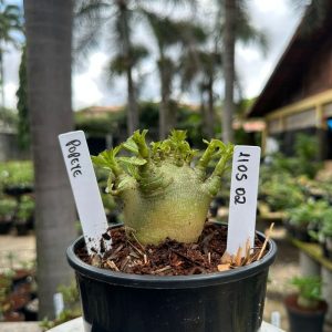 1105 02 Arabicum Popeye ( vitrine ) F3