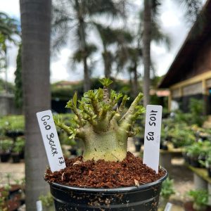 1105 03 Arabicum God Bigger ( Vitrine ) F3