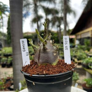 1105 05 Arabicum Asgard Black ( vitrine ) F3