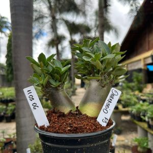 1105 06 Arabicum Darckseid ( Vitrine ) F3