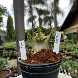 1105 09 Arabicum Hulk ( Vitrine ) F3