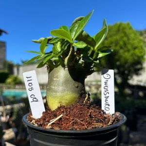 1105 09 Arabicum Dinossaur F3