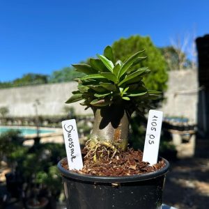 1105 05 Arabicum Dinossaur F3