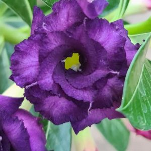 Rosa do Deserto Purple Blue(EV38)