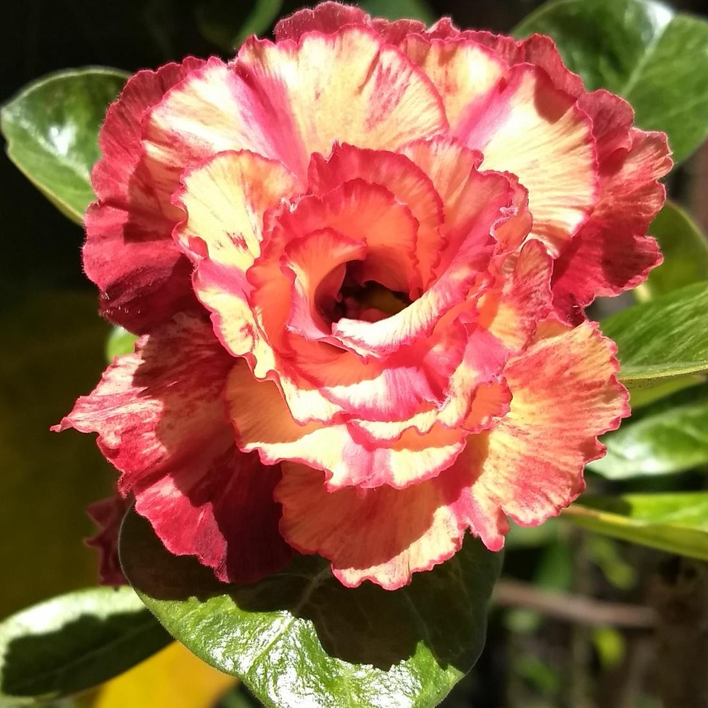 Rosa Do Deserto Sophia