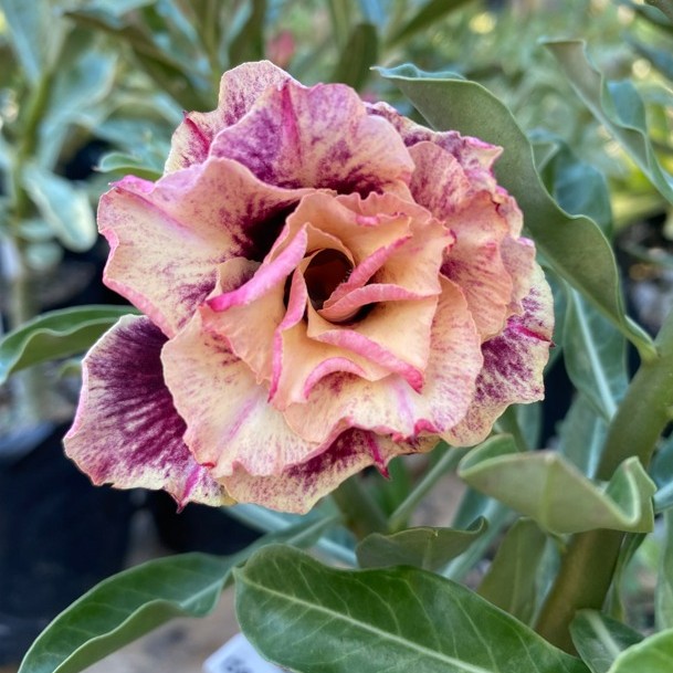 Rosa do Deserto Golden Faith