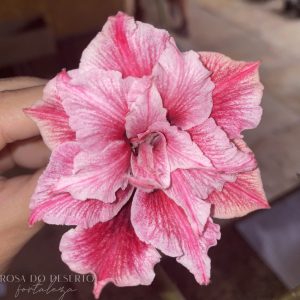 Rosa do Deserto Siam 16013