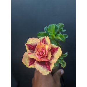 Rosa do Deserto Sarcenak