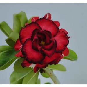 Rosa do Deserto Imperador