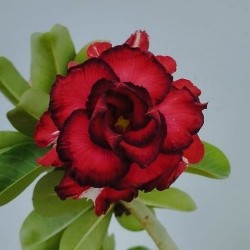 Rosa do Deserto Imperador