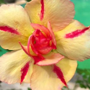 Rosa do Deserto Tw5