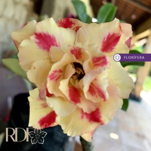 Rosa do Deserto Butterfly Dream (RC39)