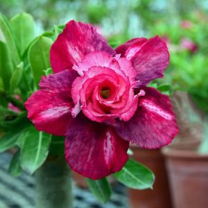 Rosa do Deserto Passionate - RC18